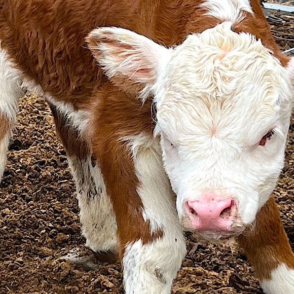 Meet your Posher, Marnie - Picture 6 of 10